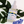 AquaVeil Essence Skin-Plumping Dew Drops Serum